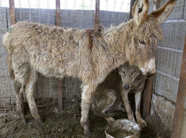 Lobo y burro