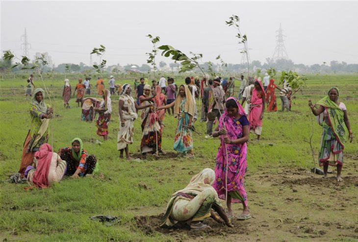 Plantan 66 millones de árboles en India