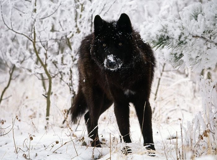 Lobo Negro