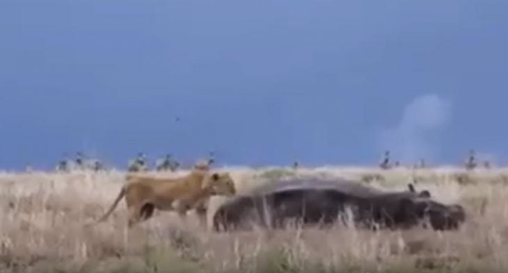 León mordido por hipopótamo