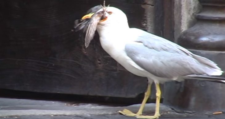 Gaviota devora paloma