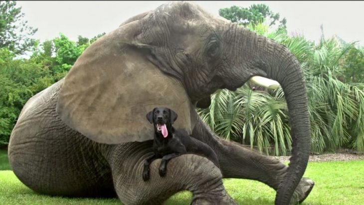 Elefante y perro son mejores amigos