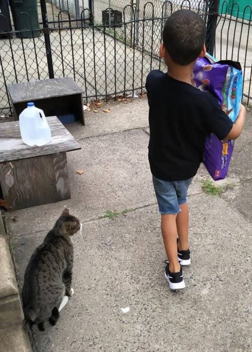 Niño cuidador de gatos