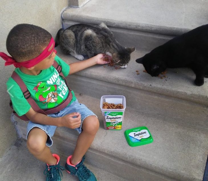 Niño cuidando gatos