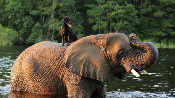 Perro encima de elefante