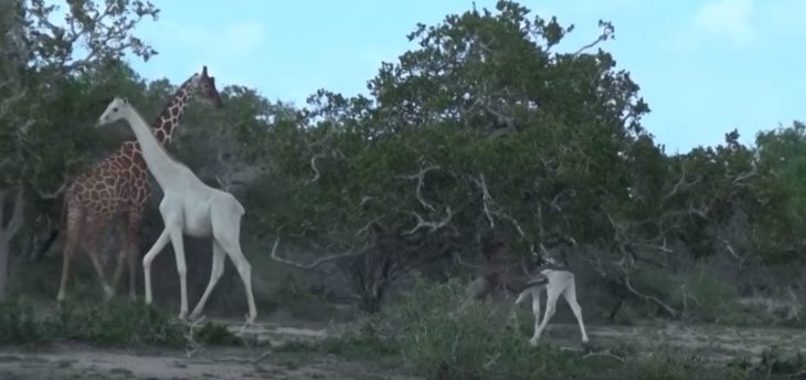 Jirafas blancas