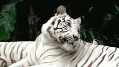 tigre gif