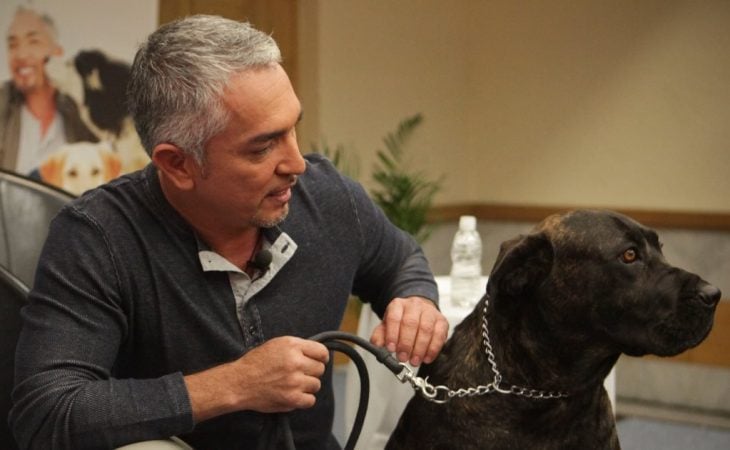 cesar millan