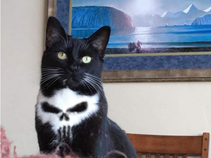 Gato punisher