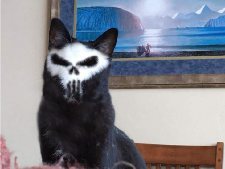 Gato punisher