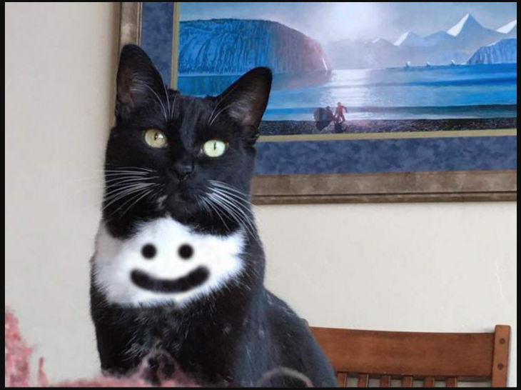 Gato punisher