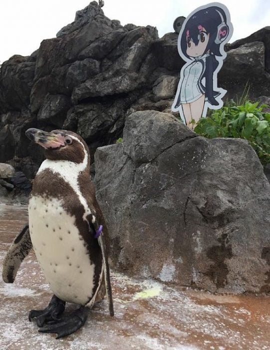Pingüino se enamora de un dibujo