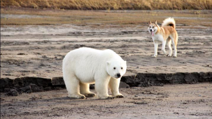 Encuentran cachorro de oso polar a 720 km del Ártico