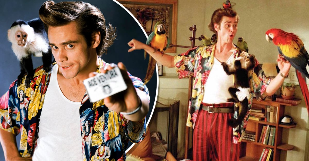 Nueva Pel cula De Ace Ventura Podr a Ser Nuevo xito 
