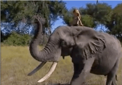 elefante gif