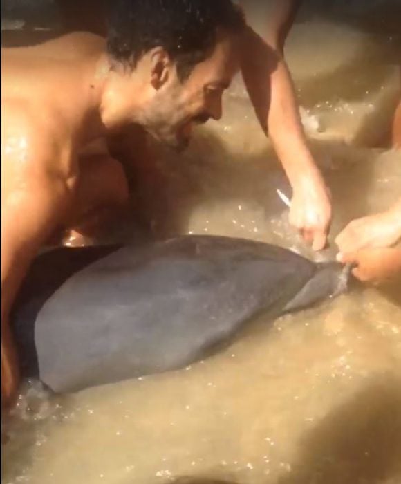 delfin rescate