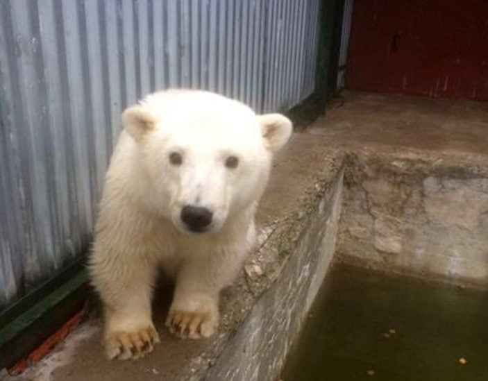 Encuentran cachorro de oso polar a 720 km del Ártico