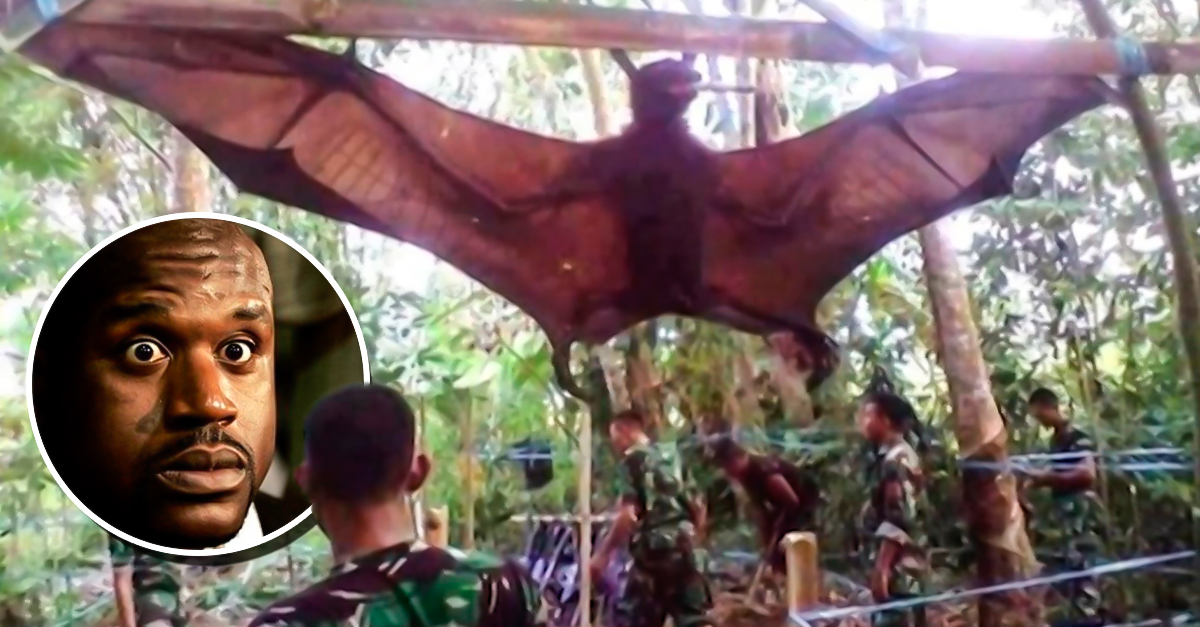 Militares encuentran murciélago gigante en Filipinas