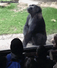 Gorila asusta a niño