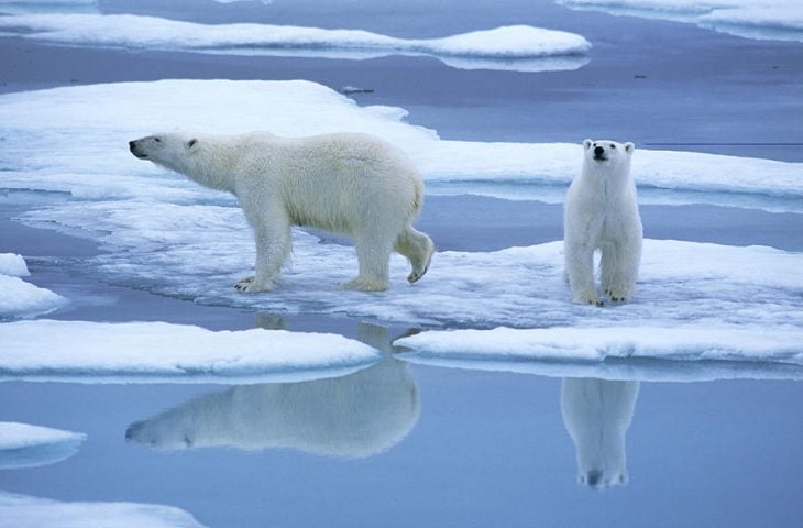 Osos polares en el hielo