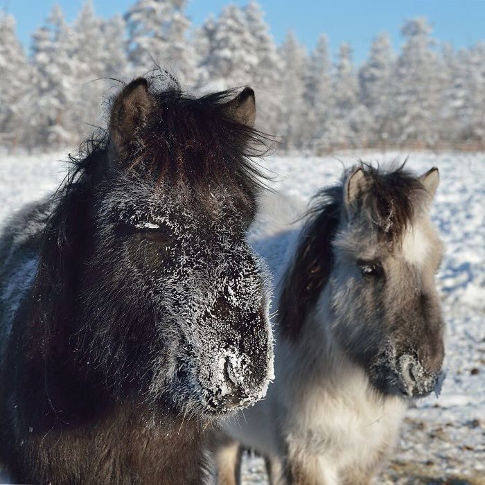 Oymyakon frio en el mundo