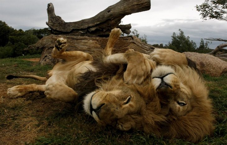 leones