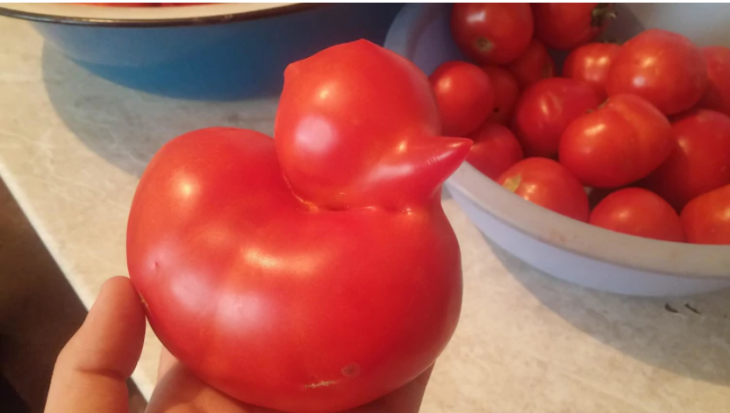 pato tomate