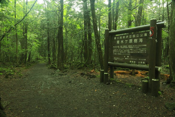 Mar de Árboles en Japón