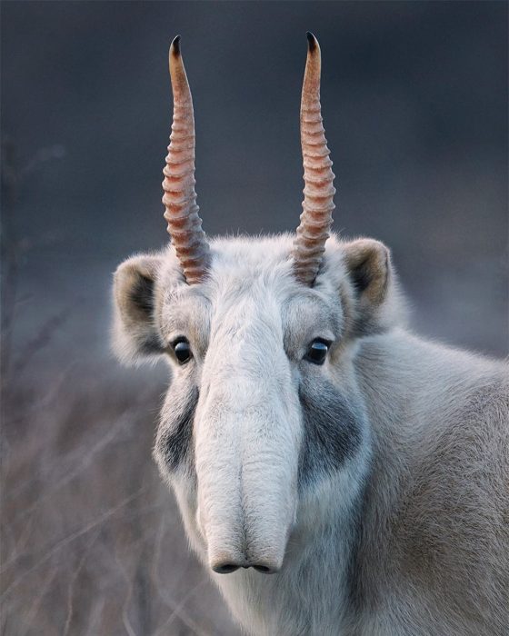 Antílope Saiga