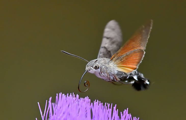 Esfinge colibrí