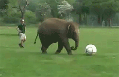 elefante juega futbol