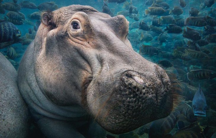 Hipopótamo en acuario