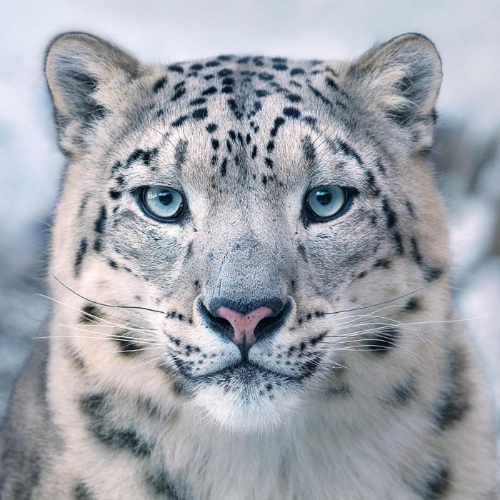 Leopardo de las nieves