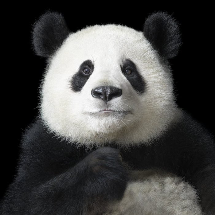 Oso Panda