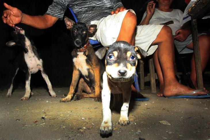 Perro para sacrificio en Tailandia