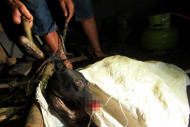 Perro para sacrificio en Tailandia