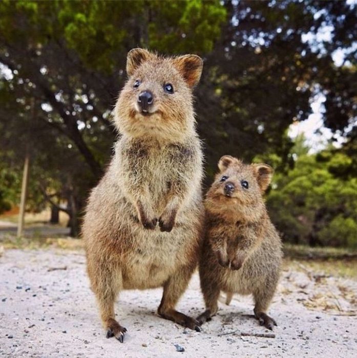 Par de Quokkas