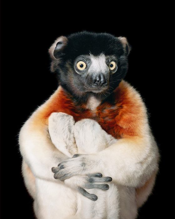 Sifaka coronado