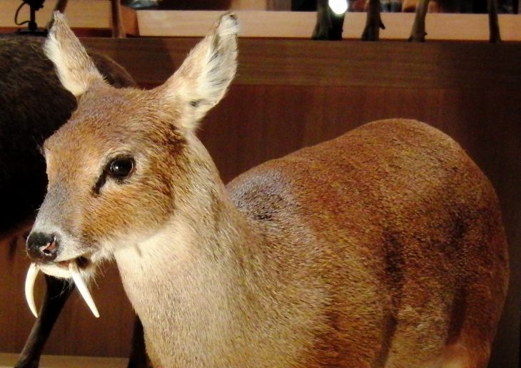 Venado de agua chino