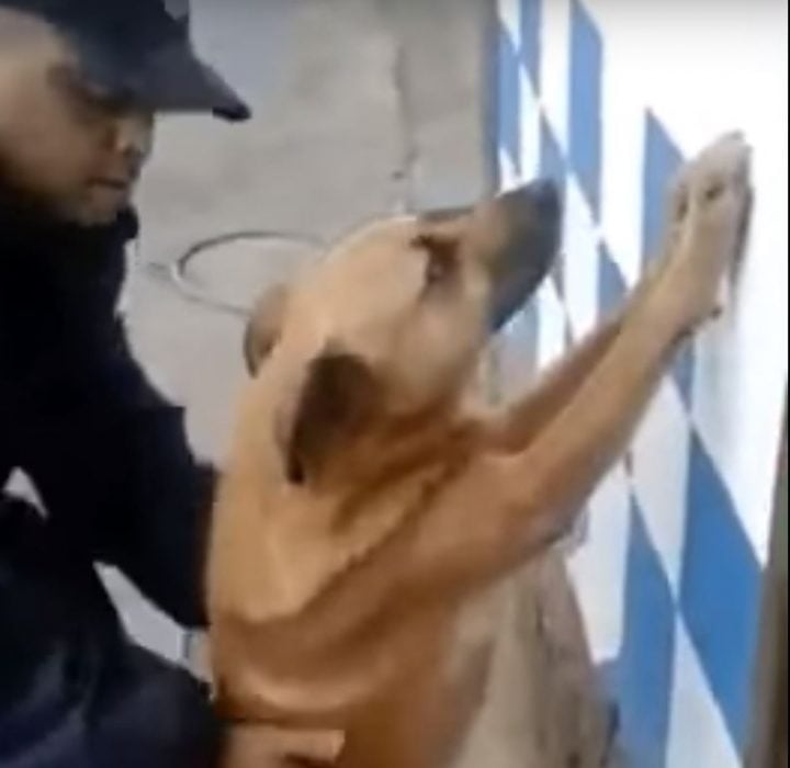 Perro policía