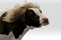 gif sexy vaca