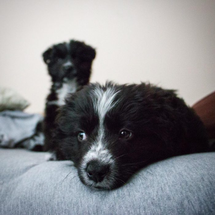 rescató a unos cachorros