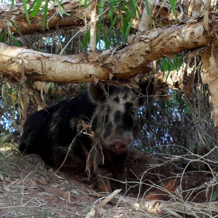 puerco borracho