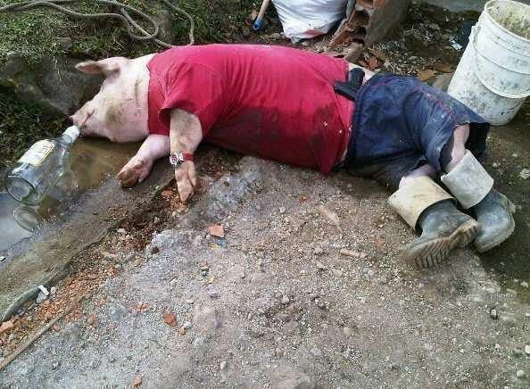 cerdo borracho