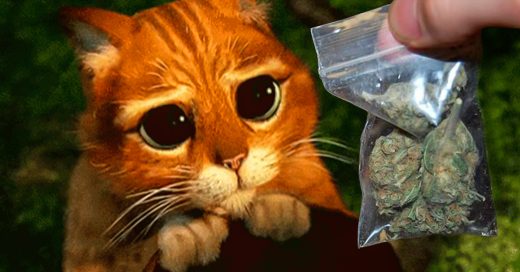 COVER UN GATO REGRESA A SU CASA CARGANDO UNA BOLSA CON MARIHUANA