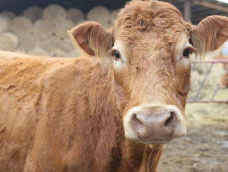 vaca escapa de matadero