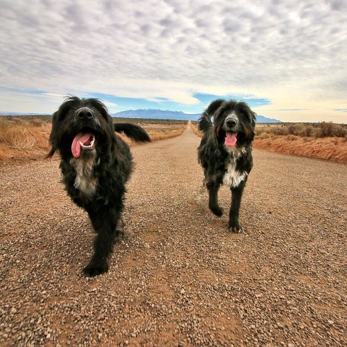 rescató a unos cachorros