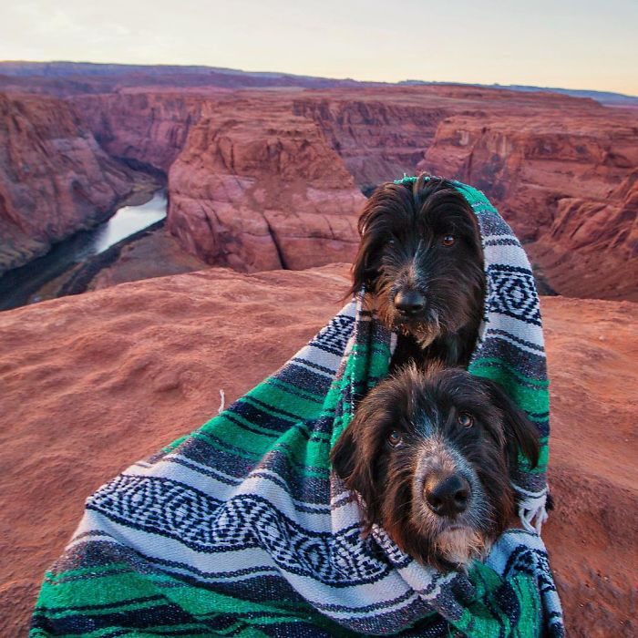 rescató a unos cachorros