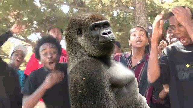 Gorila batalla photoshop