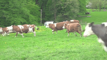 Vacas saltando
